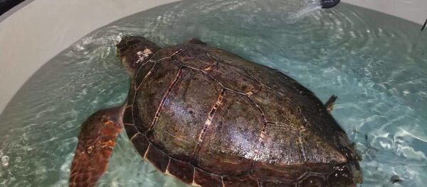 В Поти нашли уникальную черепаху - Sputnik Грузия