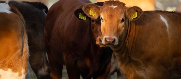 ძროხები - Sputnik საქართველო