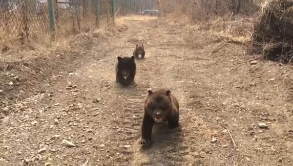 Трое медвежат сирот впервые вышли на прогулку во Владивостоке - Sputnik Грузия