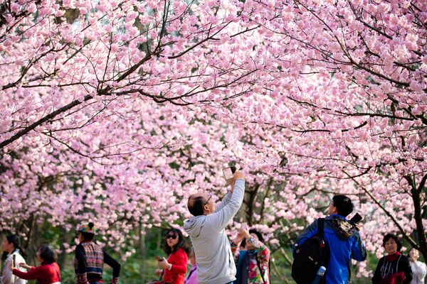 იაპონიაში 27 მარტს საკურას ყვავილობას აღნიშნავენ - დღესასწაულს ხანამის უწოდებენ - Sputnik საქართველო