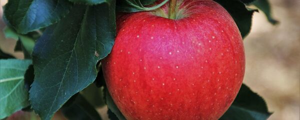 ვაშლი ხის ტოტზე ვაშლი ხის ტოტზე - Sputnik საქართველო