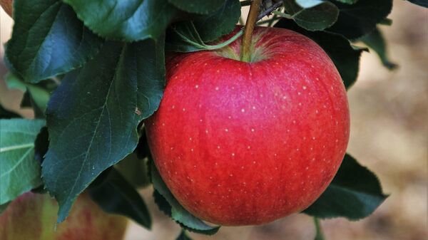ვაშლი ხის ტოტზე - Sputnik საქართველო