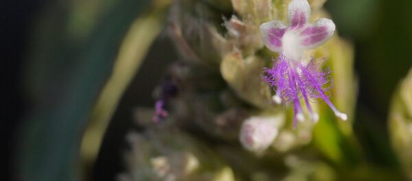 პაჩული პაჩული - Sputnik საქართველო