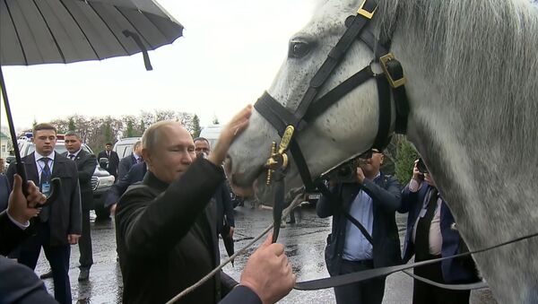 Как Путину подарили лошадь и собаку - Sputnik Грузия