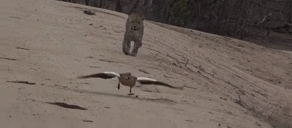Гусыня ловко перехитрила бегущего за ней леопарда и спасла своих птенцов – видео - Sputnik Грузия