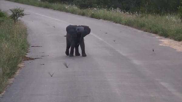 Слоненок решил поиграть с птицами, но это оказалось нелегко – забавное видео - Sputnik Грузия