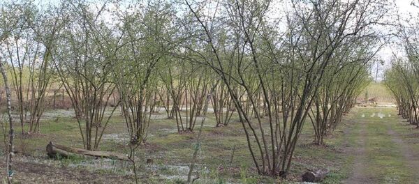 Плантация фундука ранней весной - Sputnik Грузия