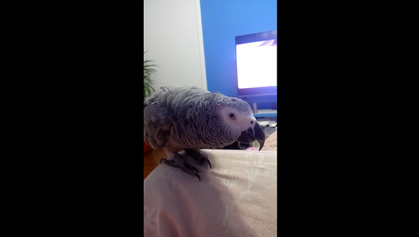 Ромочка, почухай: попугай мило просит хозяина его погладить – бесподобное видео - Sputnik Грузия