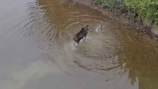 Ожесточенную схватку лося и волка посреди озера сняли на видео - Sputnik Грузия