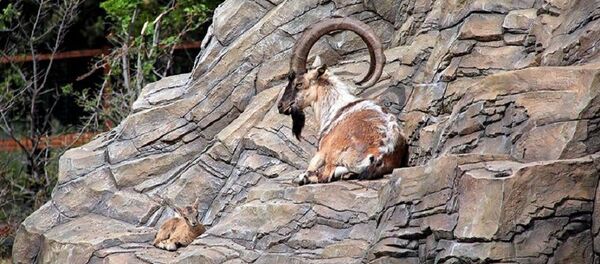 თბილისის ზოოპარკში თბილისის ზოოპარკში - Sputnik საქართველო