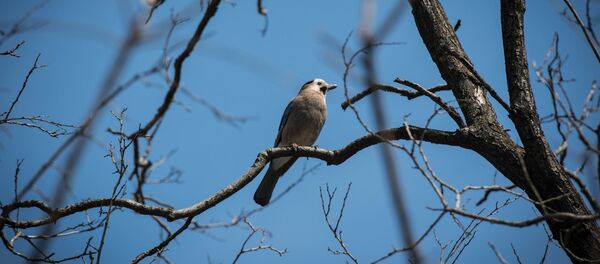 ჩიტი ხის ტოტზე - Sputnik საქართველო