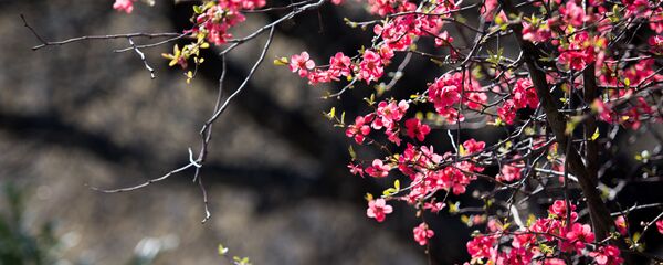 Весна в ботаническом саду столицы Грузии - Sputnik Грузия