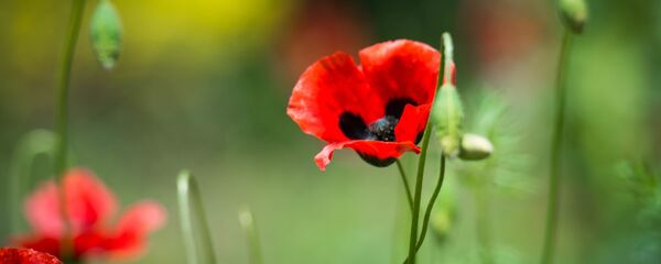 გაზაფხული გაზაფხული - Sputnik საქართველო