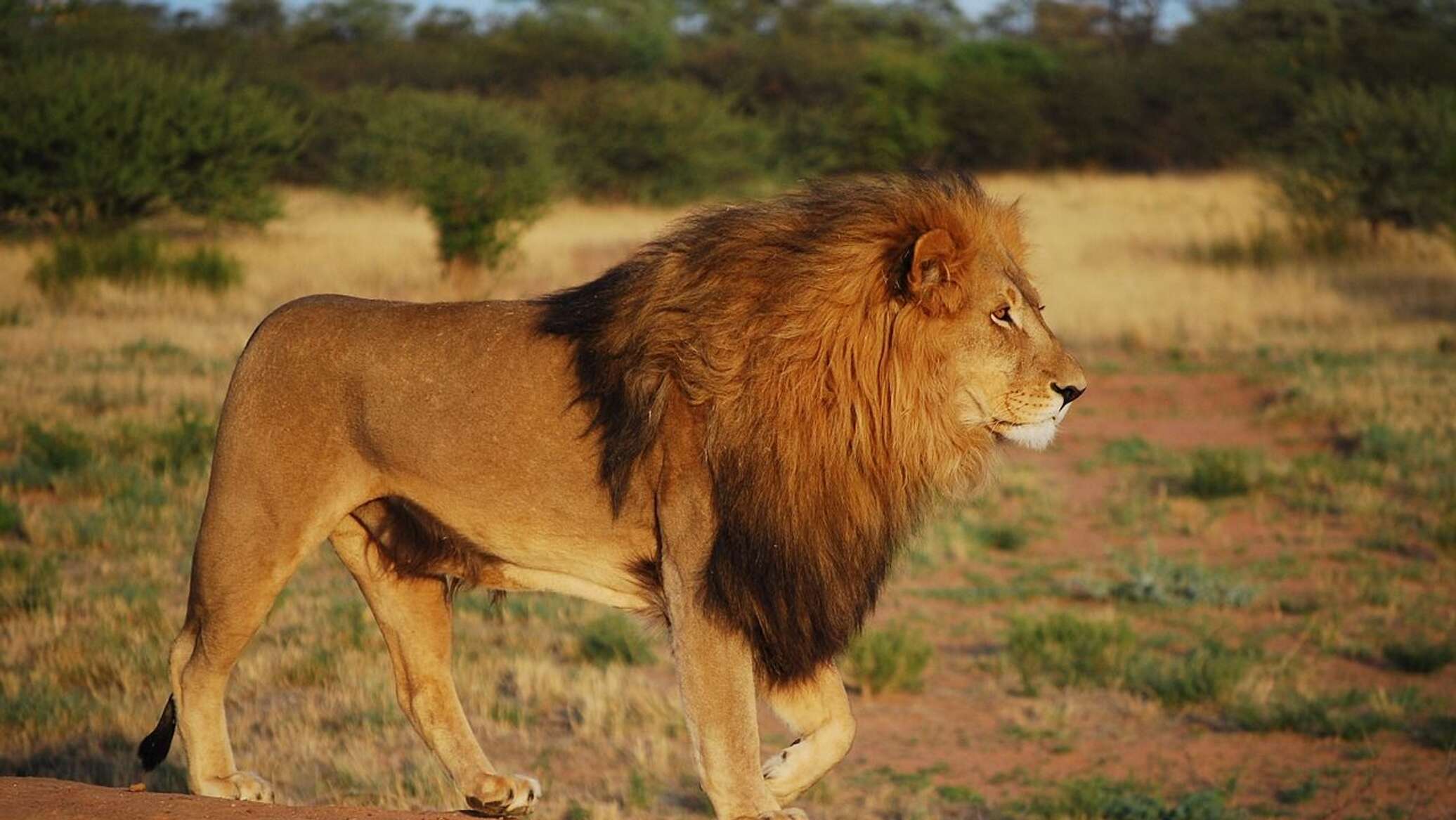 Lion фото воронеж В Танзании собака на глазах у львицы опозорила ее льва - видео - 28.05.2019, Spu