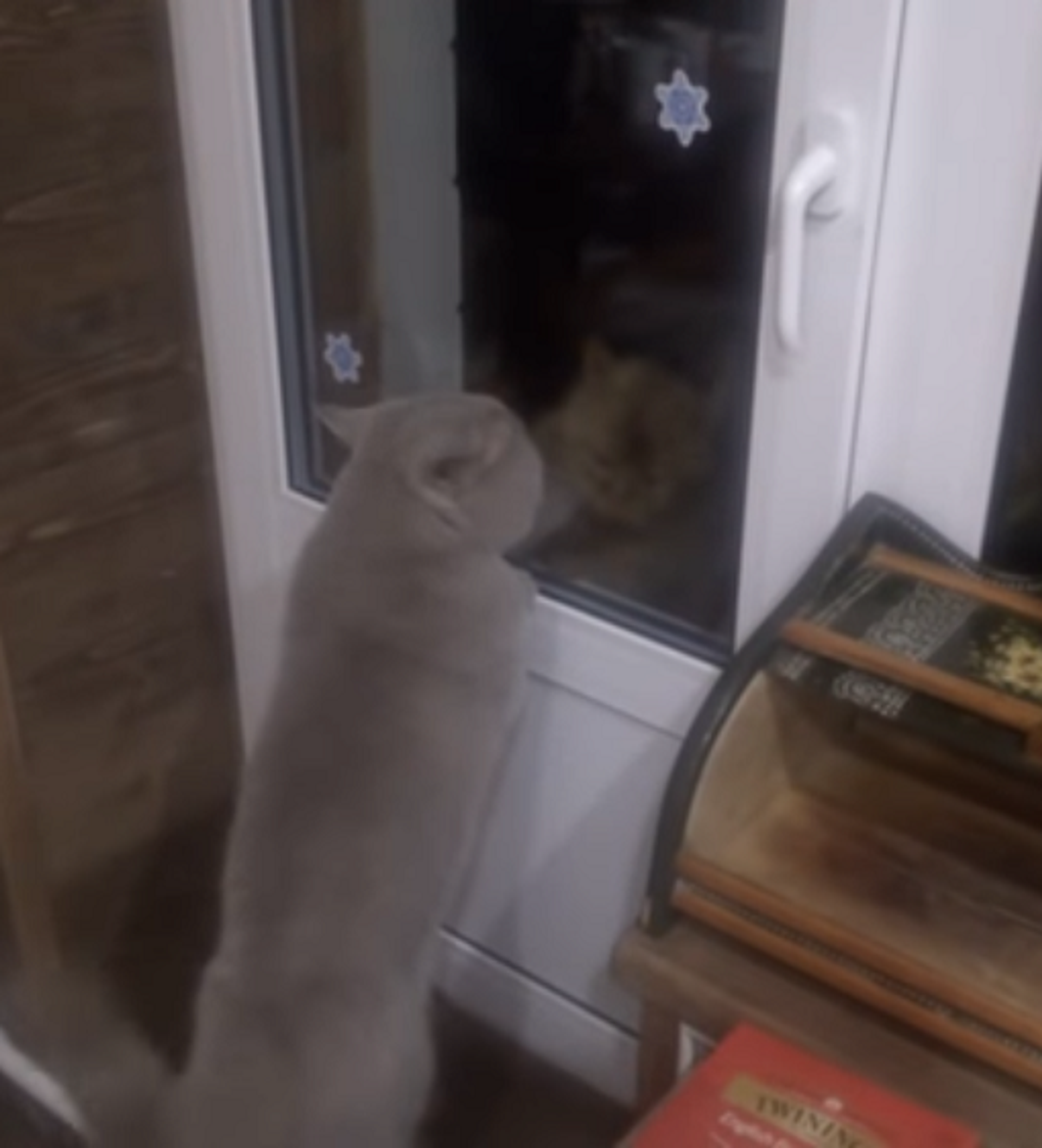 Говорящий кот просит хозяина открыть ему дверь, желая подраться с сородичем  – видео