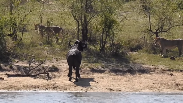 Стадо буйволов спасло сородича от окруживших его львов и крокодила – необычное видео - Sputnik Грузия