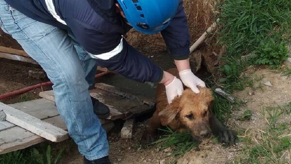 Спасение собаки из канавы в Тбилиси  - Sputnik Грузия