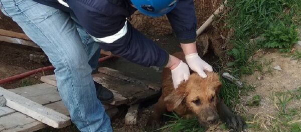 ძაღლის გადარჩენის ოპერაცია ძაღლის გადარჩენის ოპერაცია - Sputnik საქართველო