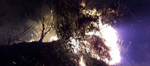 ტყის ხანძარი ტყის ხანძარი - Sputnik საქართველო