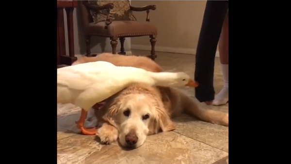 Ревнивая утка не дает хозяйке погладить собаку – забавное видео - Sputnik Грузия
