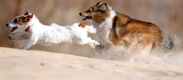 ძაღლები ძაღლები - Sputnik საქართველო