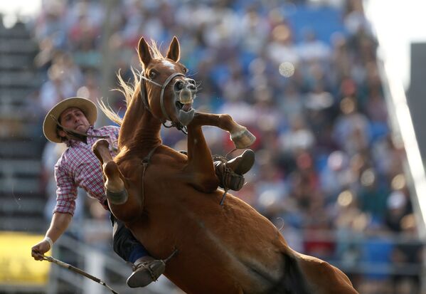 Гаучо едет на дикой лошади во время празднования креольской недели в Монтевидео, Уругвай - Sputnik Грузия