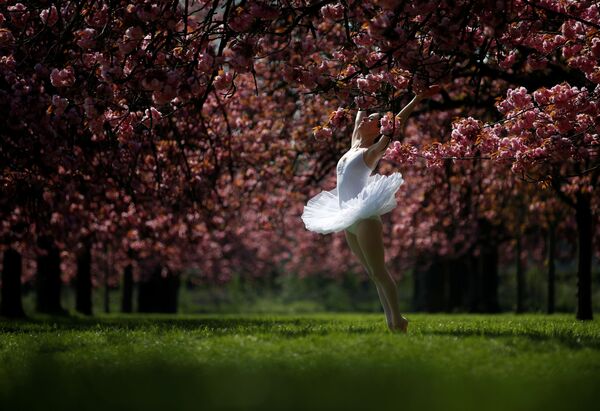 Танцовщица позирует для фотографии под цветущими вишнями в садах Парка Со около Парижа, Франция - Sputnik Грузия