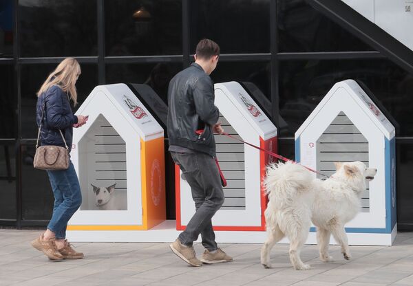 Администрация хотела сделать что-то такое, что позволит посетителям оставлять собак на улице, если нет возможности или желания вести их с собой внутрь
 - Sputnik Грузия