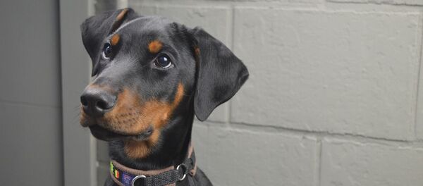 Доберман - Sputnik Грузия