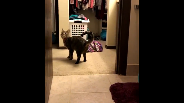 Девушка сняла забавное видео, как случайно сломала своего кота - Sputnik Грузия