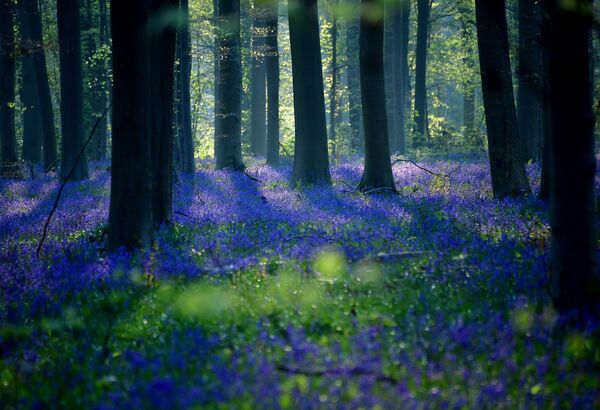 Халлербос – живописный буковый лес площадью 552 гектара, который расположен в бельгийском муниципалитете Халле на границе между Фландрией и Валлонией, в 30 минутах езды к югу от Брюсселя - Sputnik Грузия