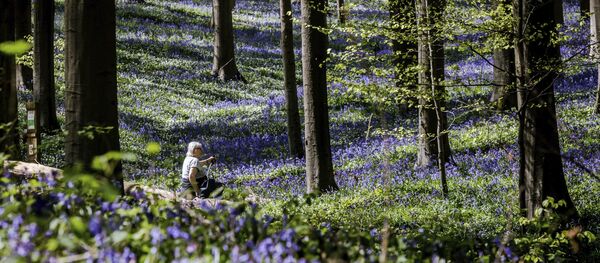 Цветение гиацинтов в лесу Халлербос в Бельгии - Sputnik Грузия