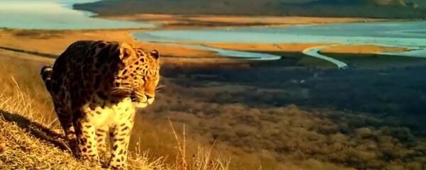 Амурский тигр и дальневосточный леопард попали в фотоловушку в окрестностях Владивостока - Sputnik Грузия