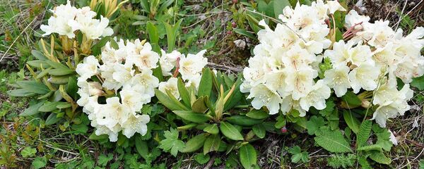 დეკა დეკა - Sputnik საქართველო