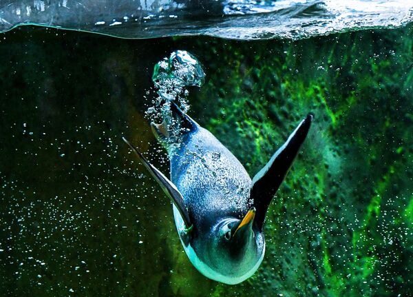 Пингвин в Московском зоопарке - Sputnik Грузия