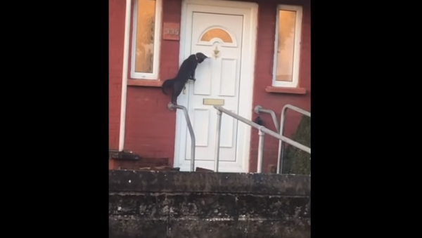 Кот стучится в домашнюю дверь по возвращении с прогулки – видео покорило Сеть - Sputnik Грузия