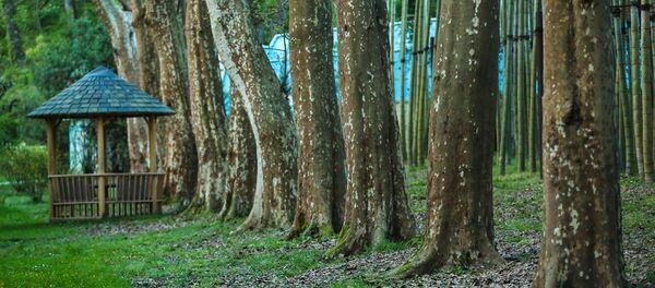 წვერმაღალას ტყე-პარკი - Sputnik საქართველო