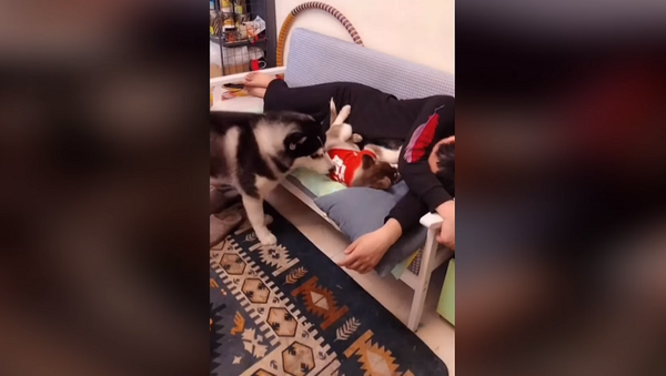 Собака приревновала хозяина к своему щенку, ее реакция удивляет – видео - Sputnik Грузия