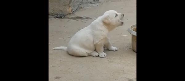 Щенок пытается повторить крик петуха – бесподобное видео - Sputnik Грузия