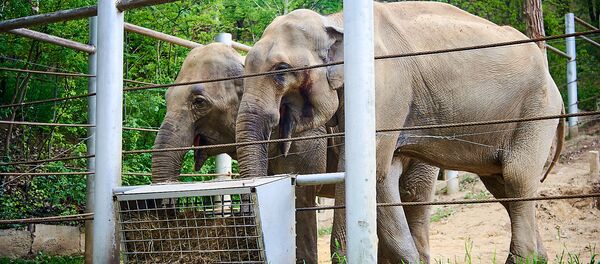 Слоны. Тбилисский зоопарк - Sputnik Грузия