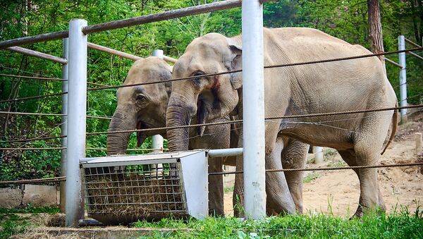 Слоны. Тбилисский зоопарк - Sputnik Грузия