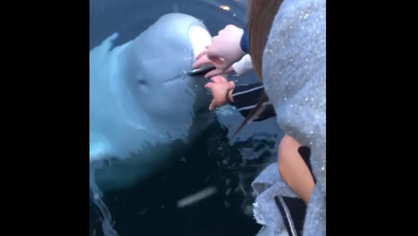 თეთრმა ვეშაპმა გოგონას ოკეანეში ჩავარდნილი iPhone დაუბრუნა - გასაოცარი ვიდეო - Sputnik საქართველო