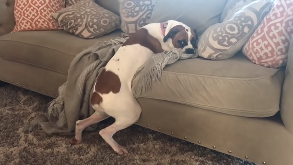 Собаке запретили лежать на диване, но она перехитрила хозяев – видео - Sputnik Грузия
