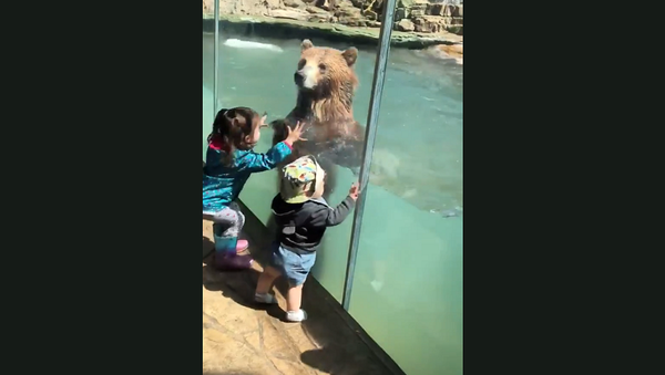 Медведи в зоопарке пришли в восторг при виде двух малышей – видео - Sputnik Грузия