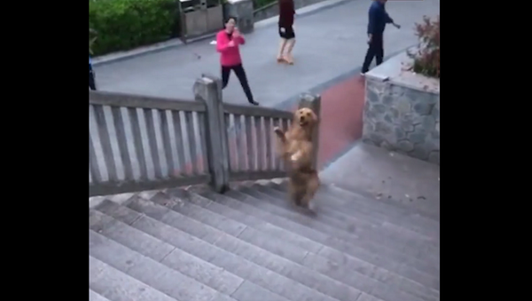 Собаку научили подниматься по лестнице на двух лапах, соцсети в шоке – видео - Sputnik Грузия