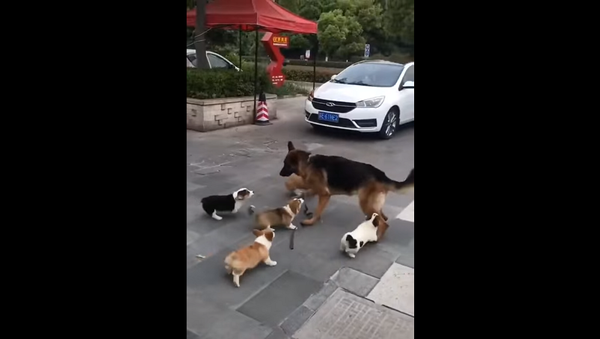 Овчарка психует от излишнего внимания уличных щенков – забавное видео - Sputnik Грузия