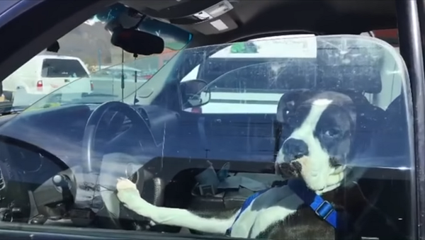 Хозяин надолго оставил собаку в машине – смотрите на видео, что она сделала - Sputnik Грузия