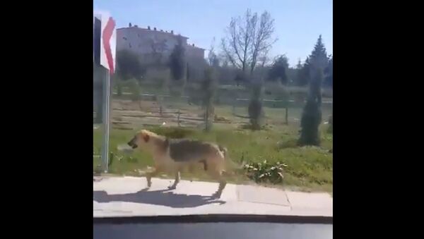 ძაღლმა რამდენიმე კილომეტრი პირით ატარა ჯამი: ვისთვის შეწუხდა ცუგა - ვიდეო - Sputnik საქართველო
