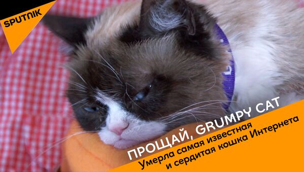 Прощай, Grumpy Cat - Sputnik Грузия