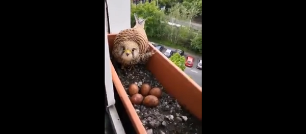 ფრინველმა სახლის ფანჯარაზე კვერცხები დადო - ვიდეო ადამიანურ სიკეთეზე - Sputnik საქართველო